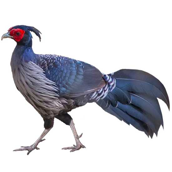 Nepal kalij